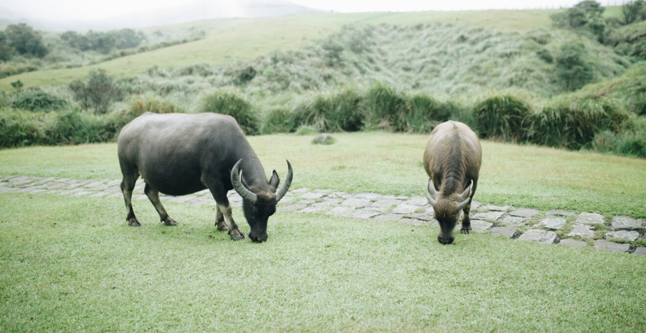 parc animalier en Rhône-Alpes.jpg