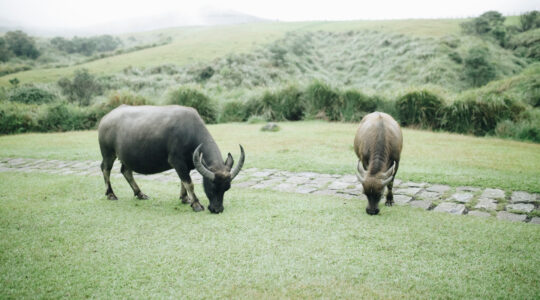 parc animalier en Rhône-Alpes.jpg